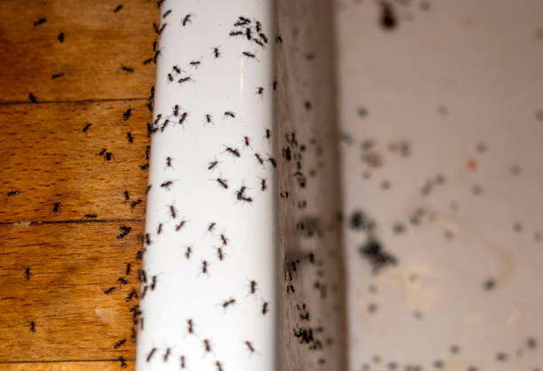 Best Affordable Pest Control Services  in Lampasas, TX