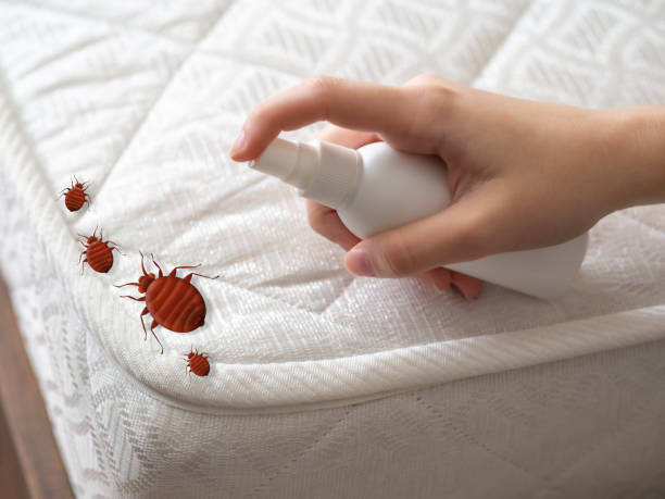Best Commercial Pest Control Services  in Lampasas, TX